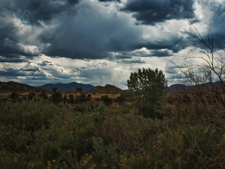 Dark storm clouds gather over a green landscape with hills and a flock of birds flying. water damage restoration in Lone Tree CO