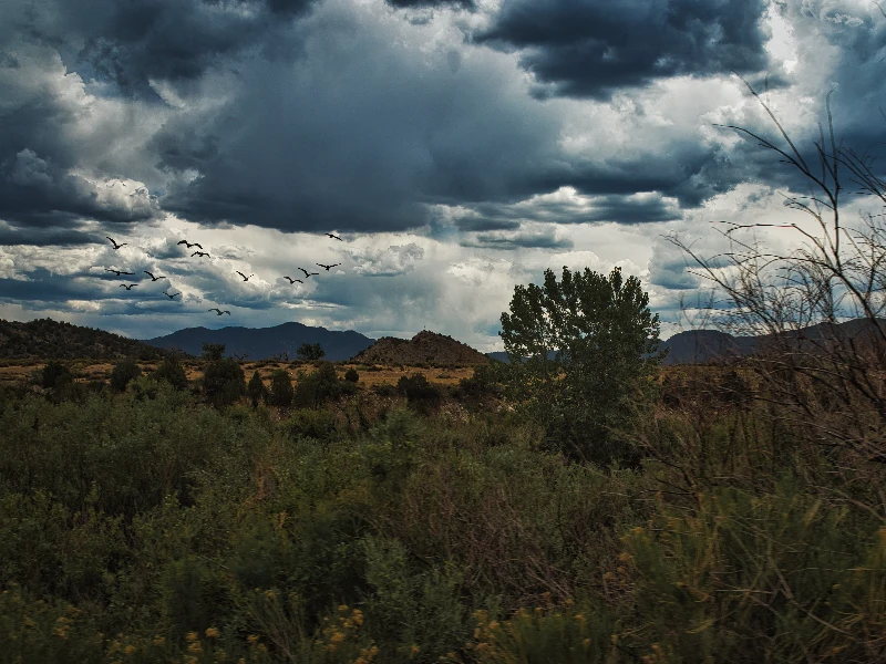 Dark storm clouds gather over a green landscape with hills and a flock of birds flying. water damage restoration in Lone Tree CO